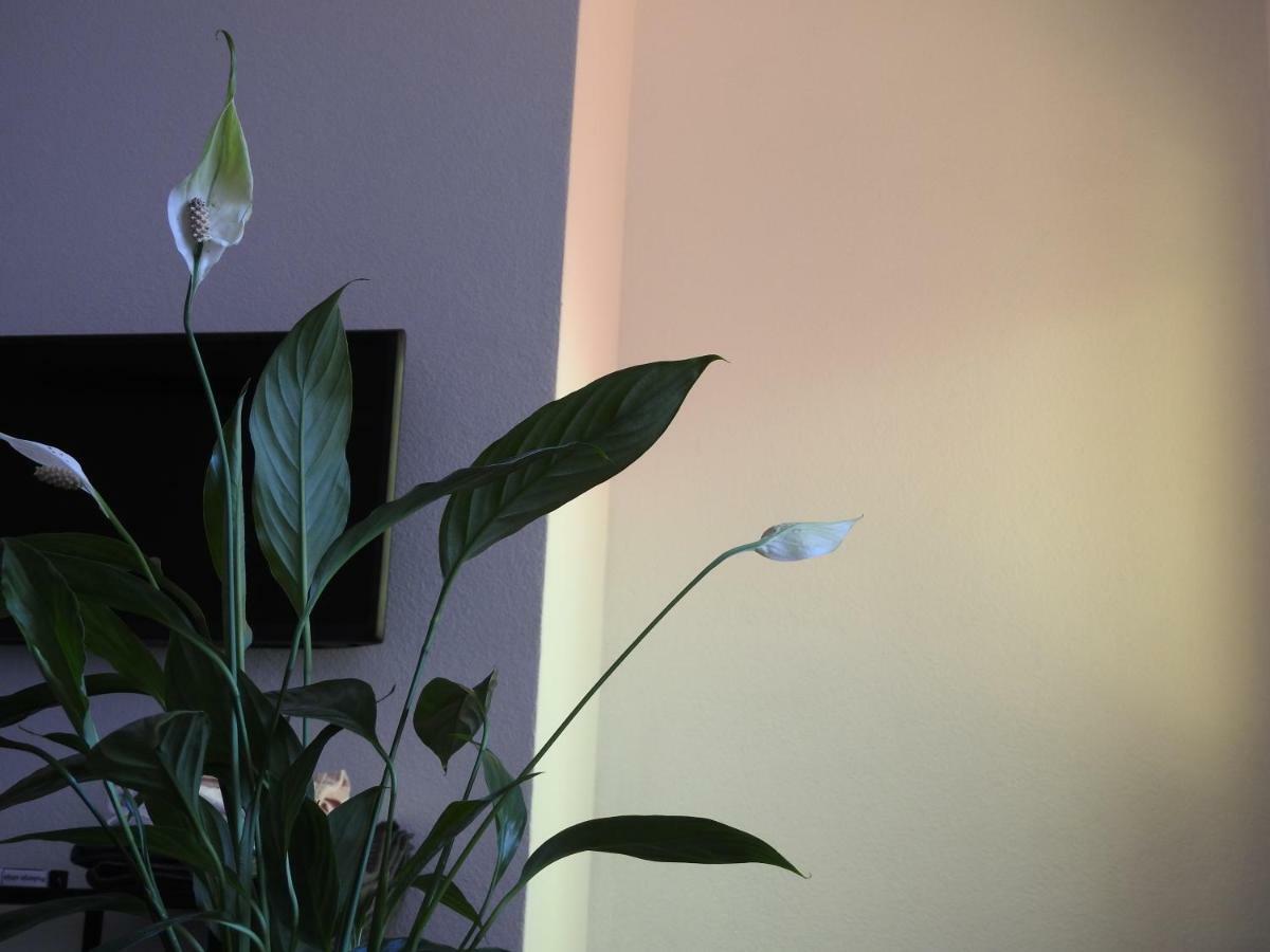 Apartment Antonela Slatine Eksteriør bilde